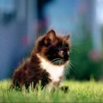 解析新时代APP对传统行业的颠覆与影响 en3z5xs