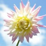 新时代APP如何提升用户体验与满意度 fvtq0zqff