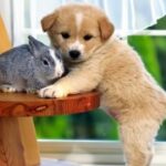 新时代媒体传播:信息时代的舆论引导 pg1wtj2s00